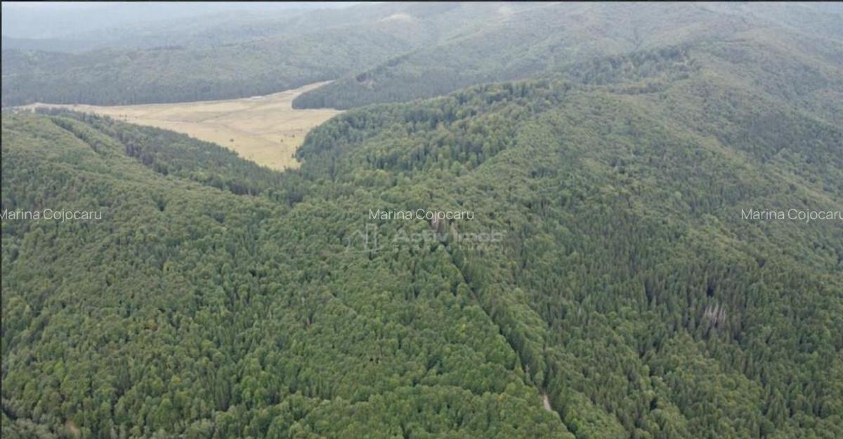 Teren 7 ha, Lac Vidraru, Podis Molivis - 1