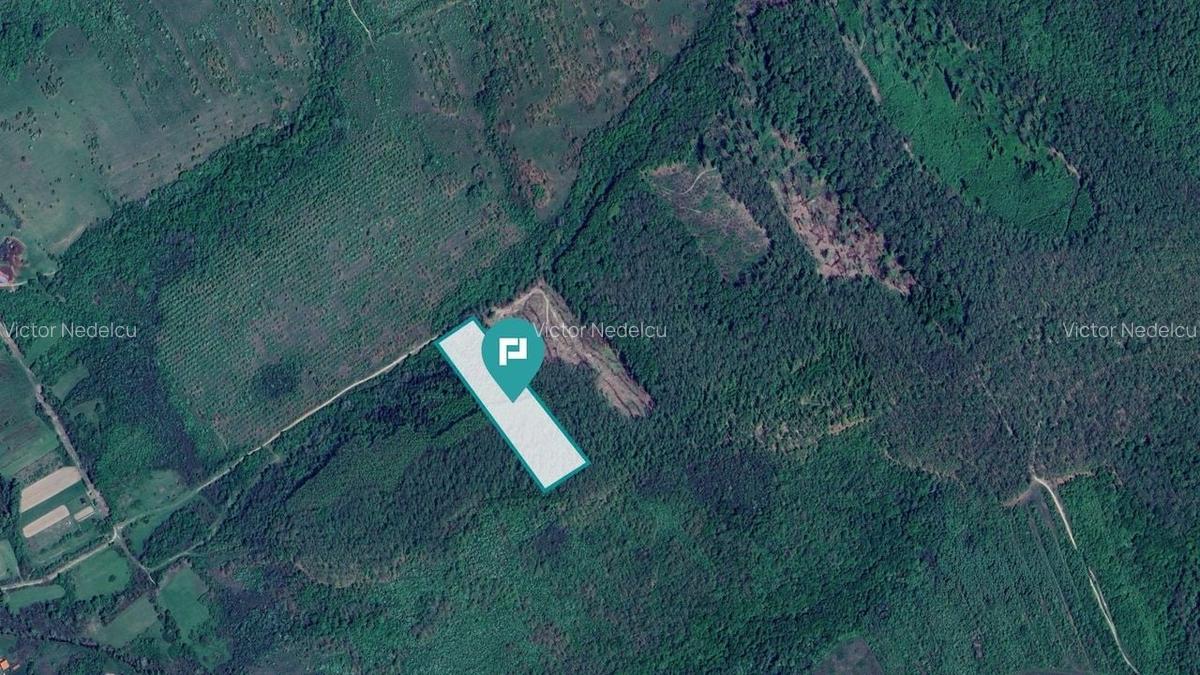 Pădure de foioase - Dorgoș, județul Arad - 1