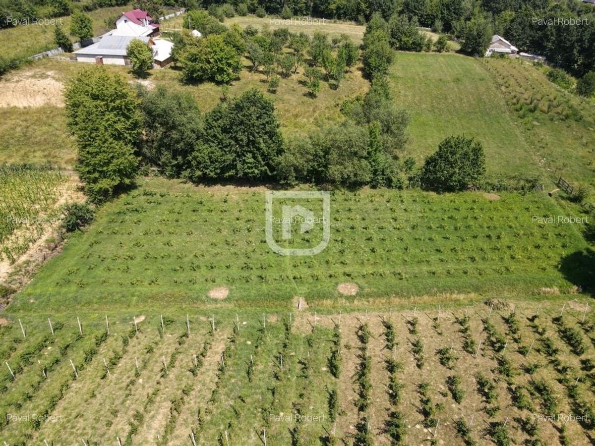Ferma agricola, plantatii de mure, trandafiri, vita-de-vie - 2