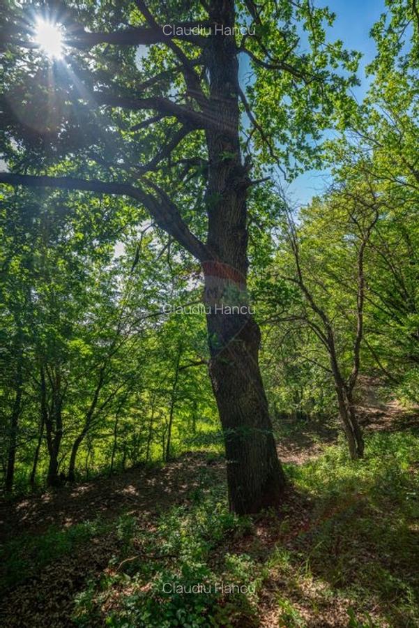 Padure de vanzare - oportunitate de investitie Prahova - 3
