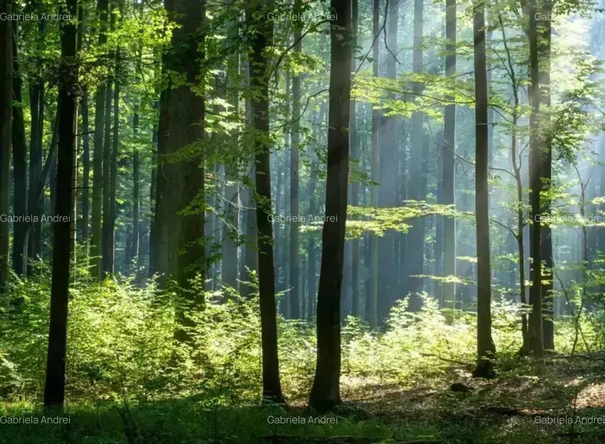 Apartament 3 Camere | Jandarmeriei Baneasa | Complex Rezidential LUX - 1 Apartament 3 Camere | Jandarmeriei Baneasa | Complex Rezidential LUX - 1