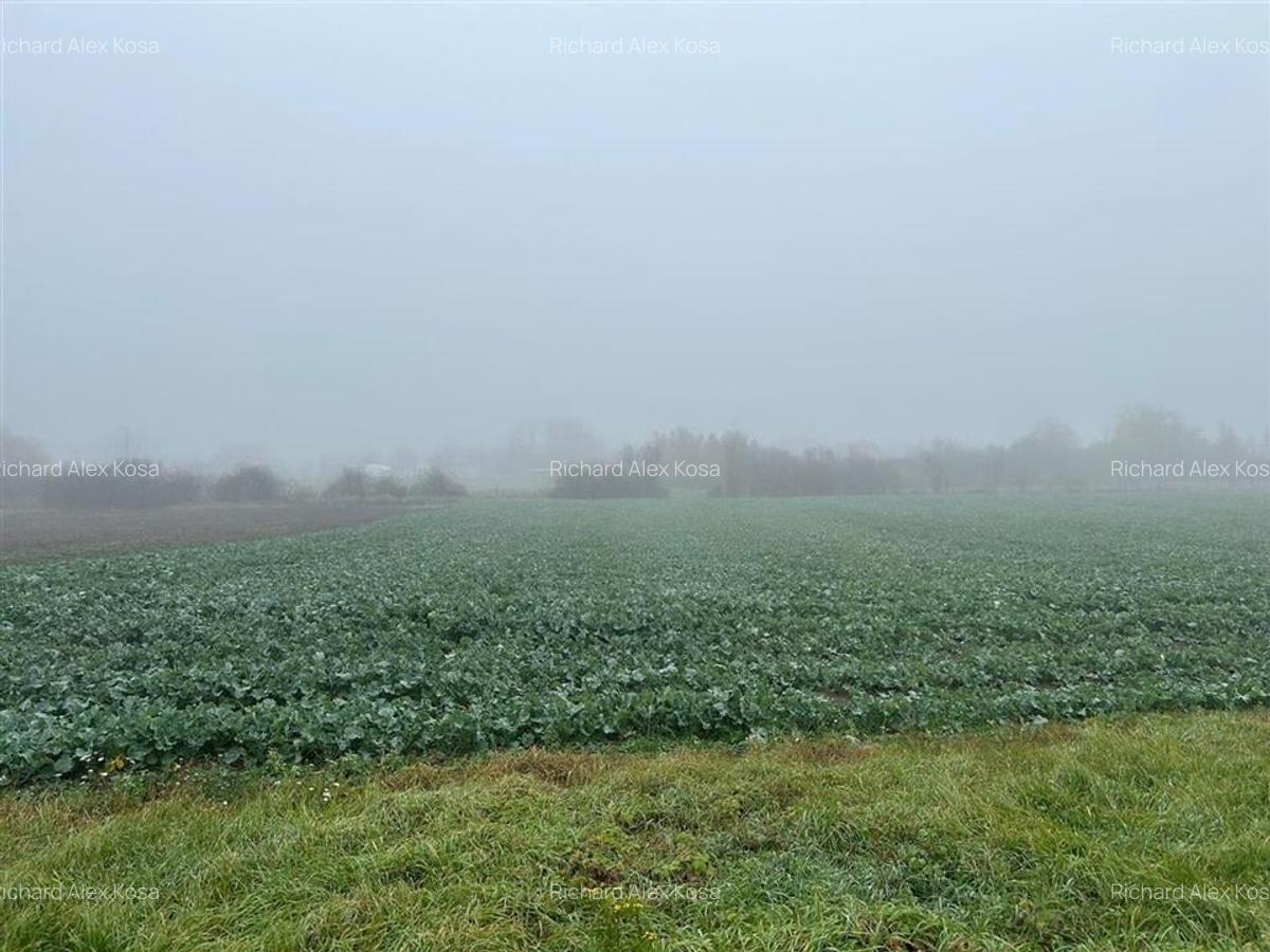 RECO casa Inand la rosu cu teren imens - 19
