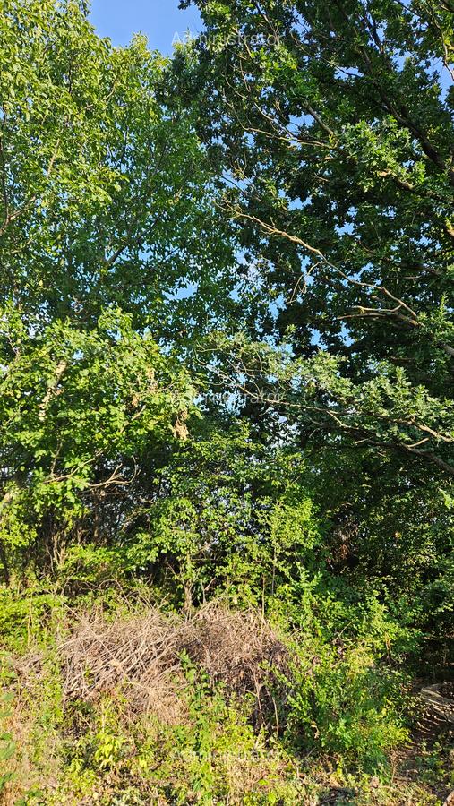 Teren intravilan ij Silistea Snagovului - 6