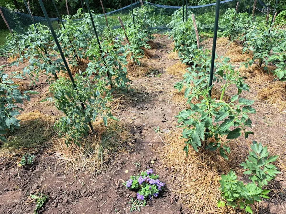 Casa de vanzare in Bala, Mure? - 9