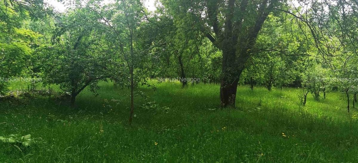 Teren Construcții intravilan de 4000 mp, în Central - 4