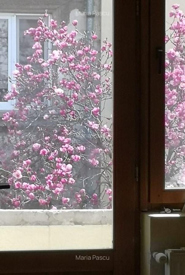 CASA CU MAGNOLII - APARTAMENT IN VILA - 7