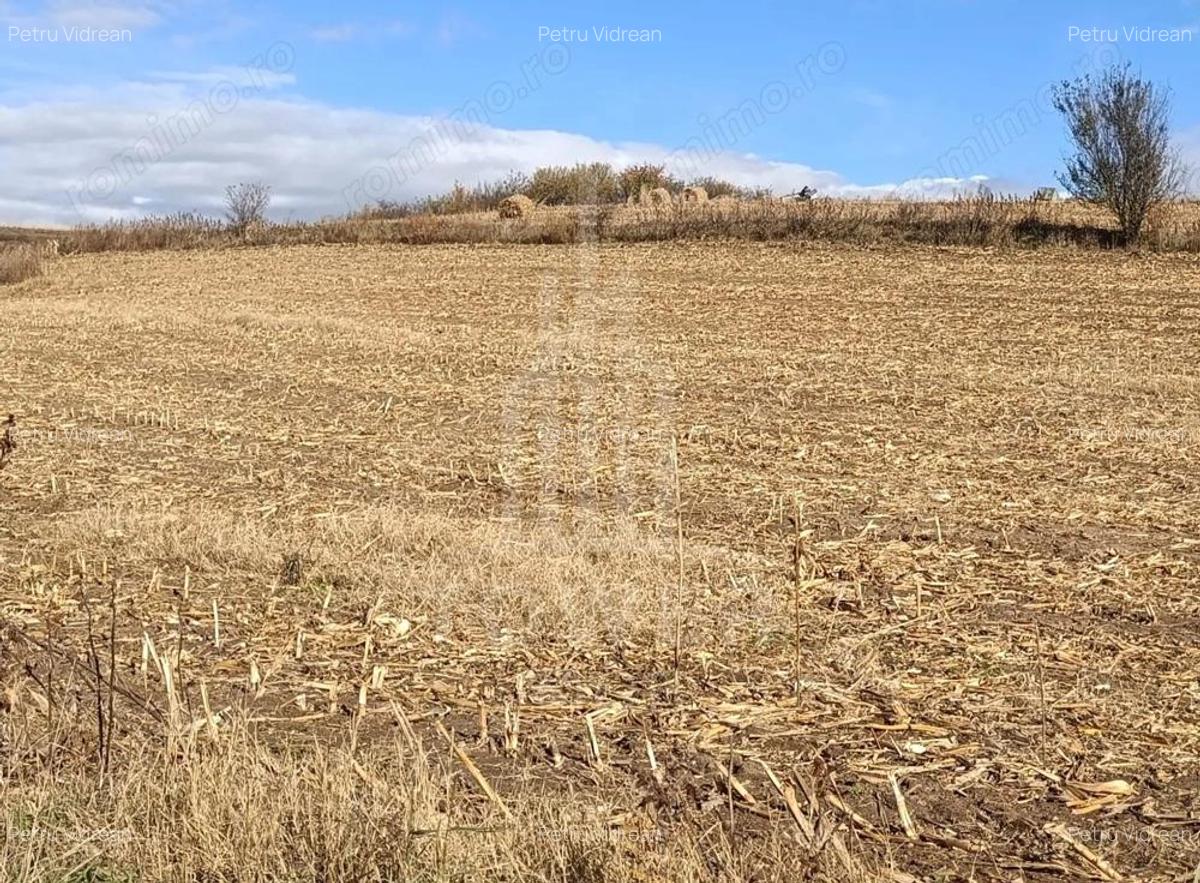 Teren extravilan in Sura Mare - 1