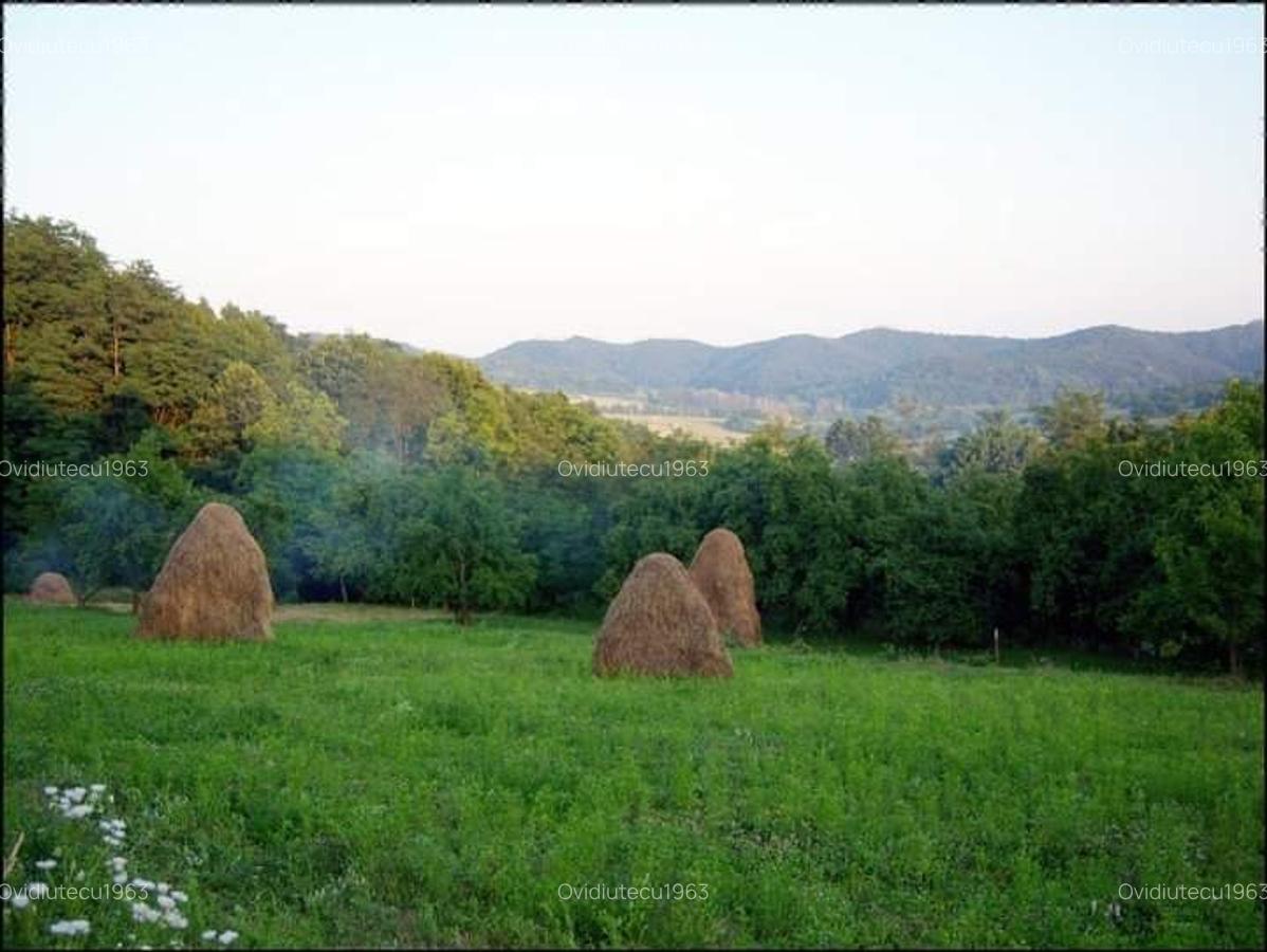 Vand domeniu compus din 8000mp,cu padure ,zona deal-munte Valea iasului Ages - 3