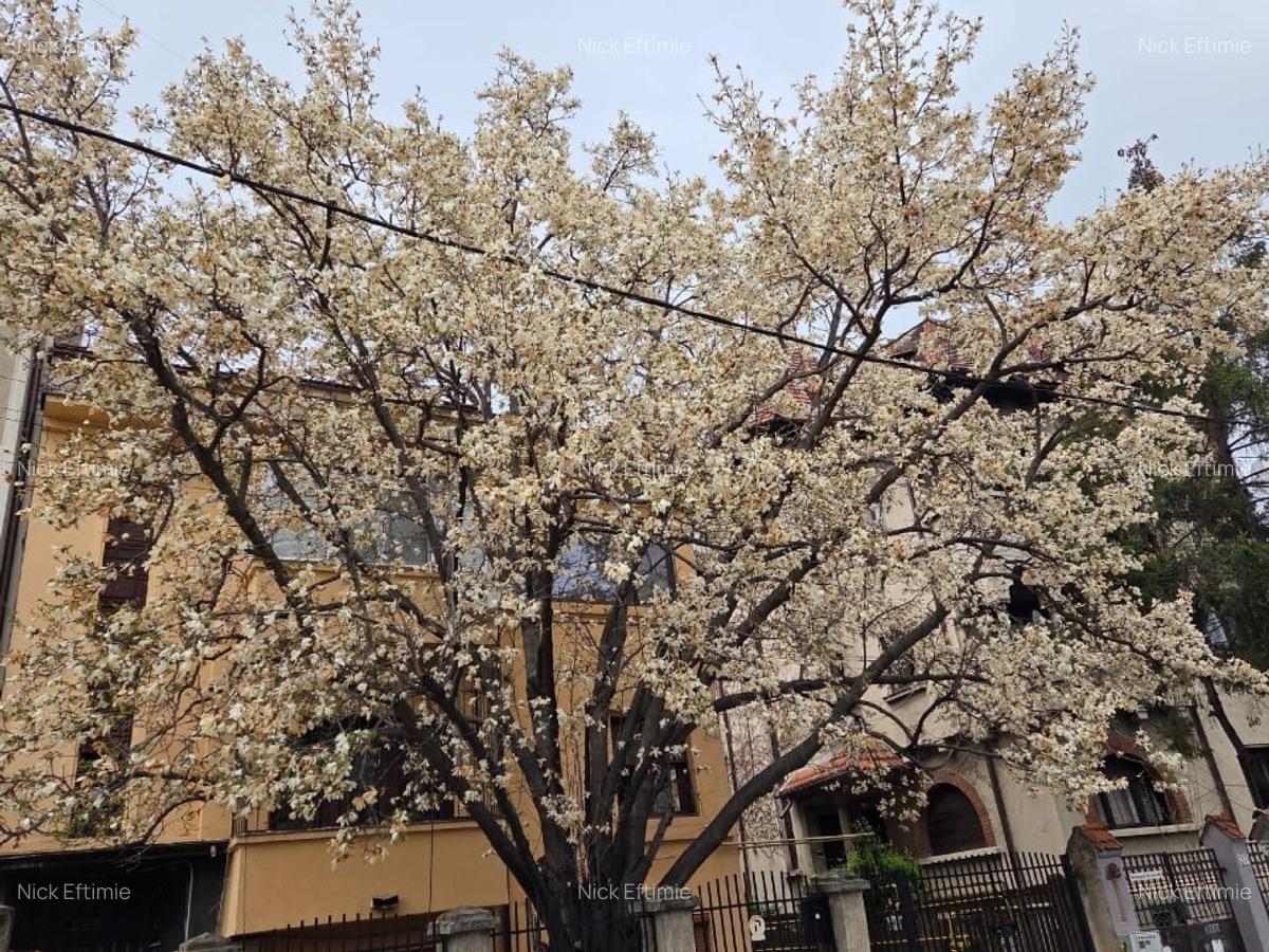 Apartament in VILA cu magnolie Gara de Est hoch-parter, curte, garaj PROPRIETAR - 1