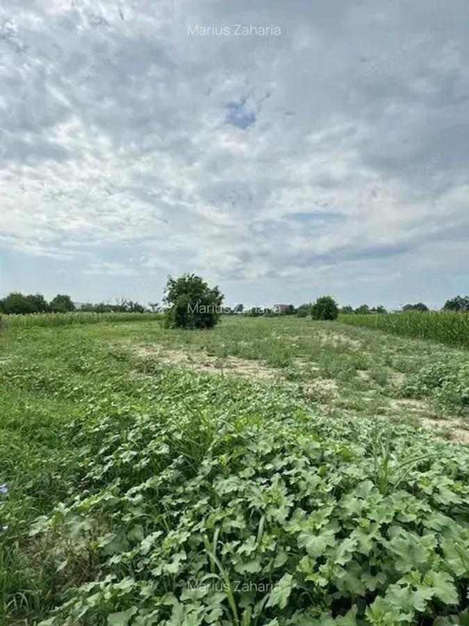 Teren 7.200 mp, de vanzare, loc. Rusi Ciutea, com. Letea Veche, jud. Bacau - 5