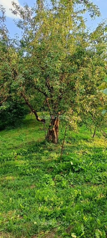 Casa si Teren Intravilan și Extravilan – Sat Diaconești, Pucioasa, Dâmbovița - 6
