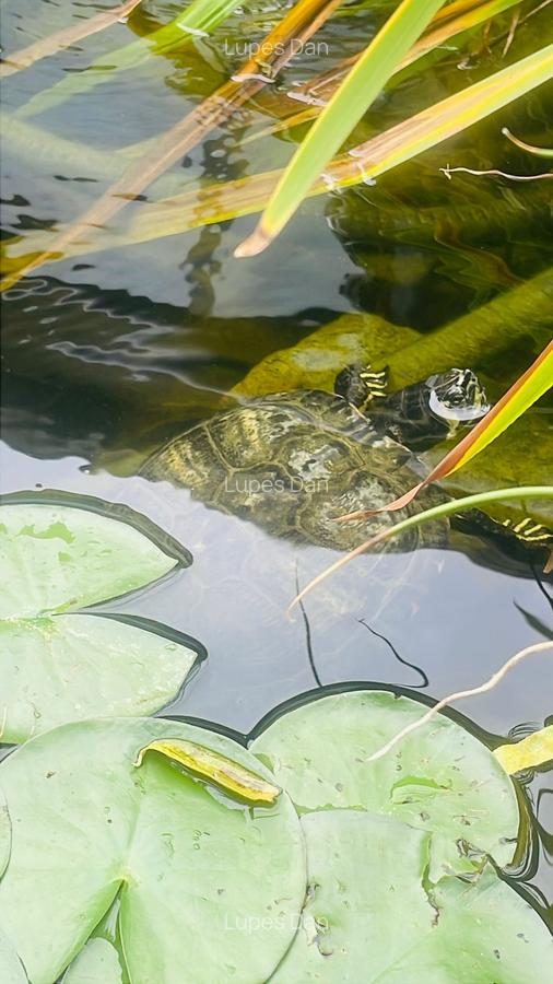 Casa moderna in Balotesti, 4 cam, 3 bai, curte superba 730 mp, 0% comision - 23