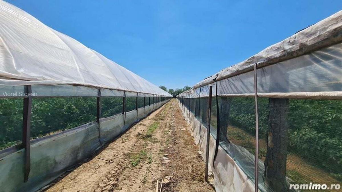 Investitie sigura! Vanzare ferma de legume care merge in plin! - 9 Investitie sigura! Vanzare ferma de legume care merge in plin! - 9