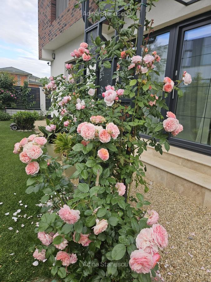 Vila superba in Paradisul Verde Corbeanca - 8