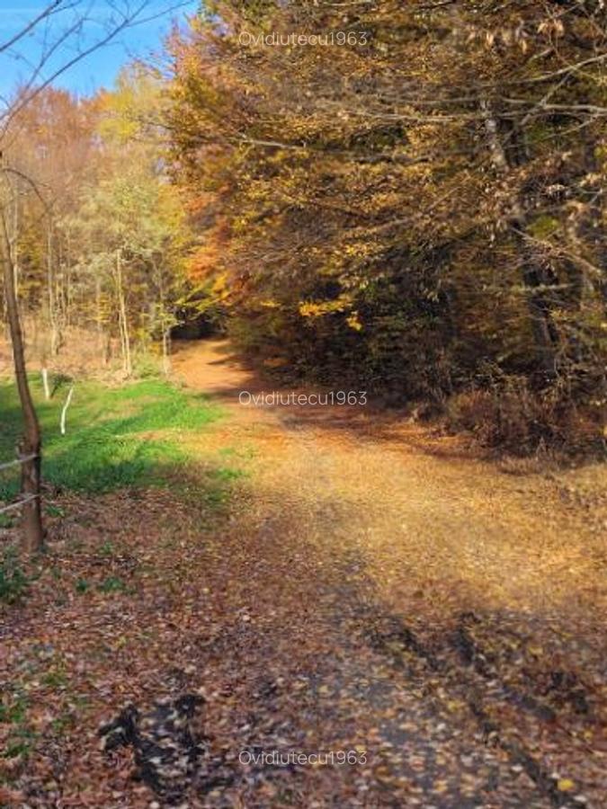 Vand teren cu padure la 5 km de Curtea de Arges,zona deal-munte,zona superba - 4