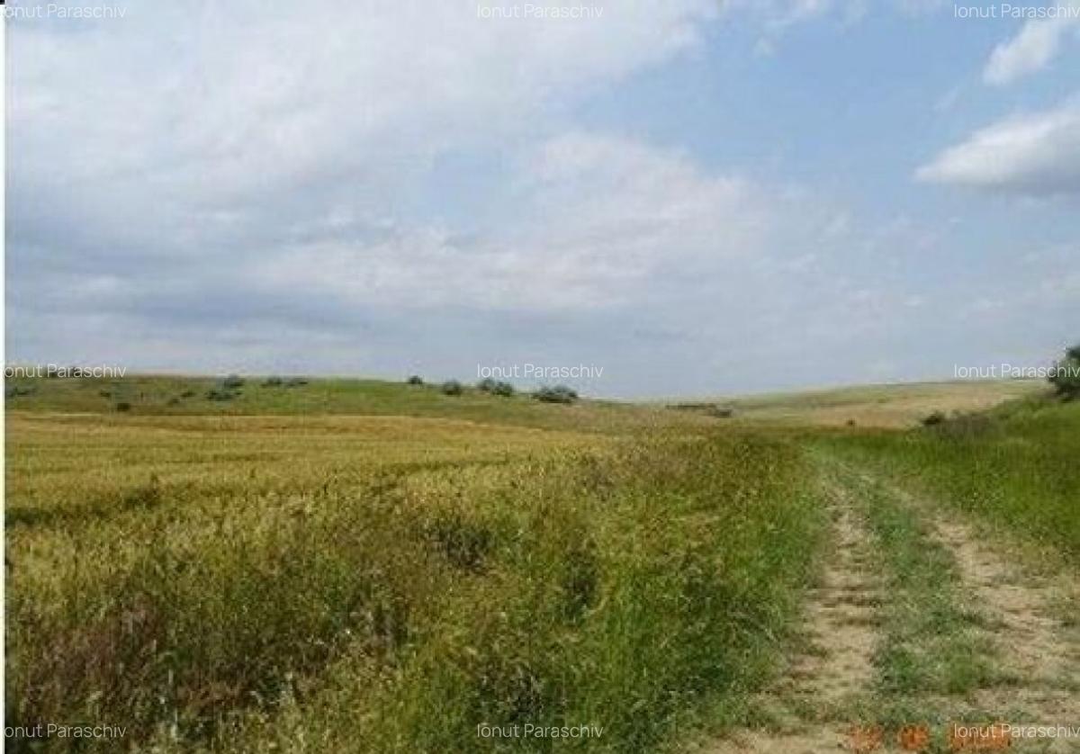 Teren extravilan Oltina, cota parte 1/2, ID: R2610910 - 1