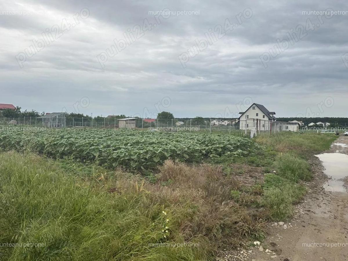 Vanzare teren casa la padure Moara Vlasiei - 4