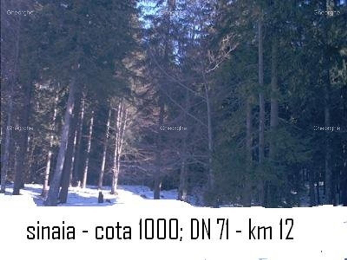 Teren intravilan Parcul Natural Bucegi - Sinaia Cota 1000 - 3