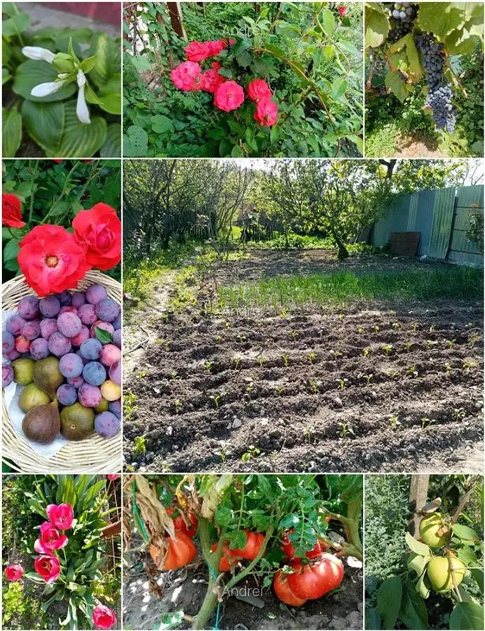 CASA CU GRADINA la 55 km de Bucure?ti (langa Titu) - 9 CASA CU GRADINA la 55 km de Bucure?ti (langa Titu) - 9