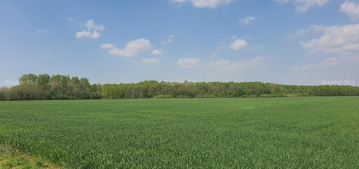 Teren intravilan Butimanu/Barbuceanu, Dambovita - 6