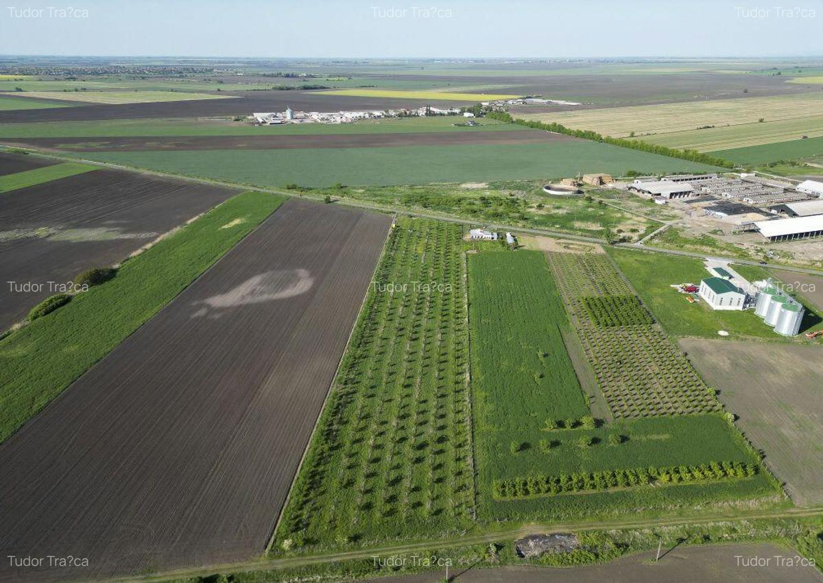 Livada de nuci ?i pruni 2.4ha in Varia?ul Mare - 7