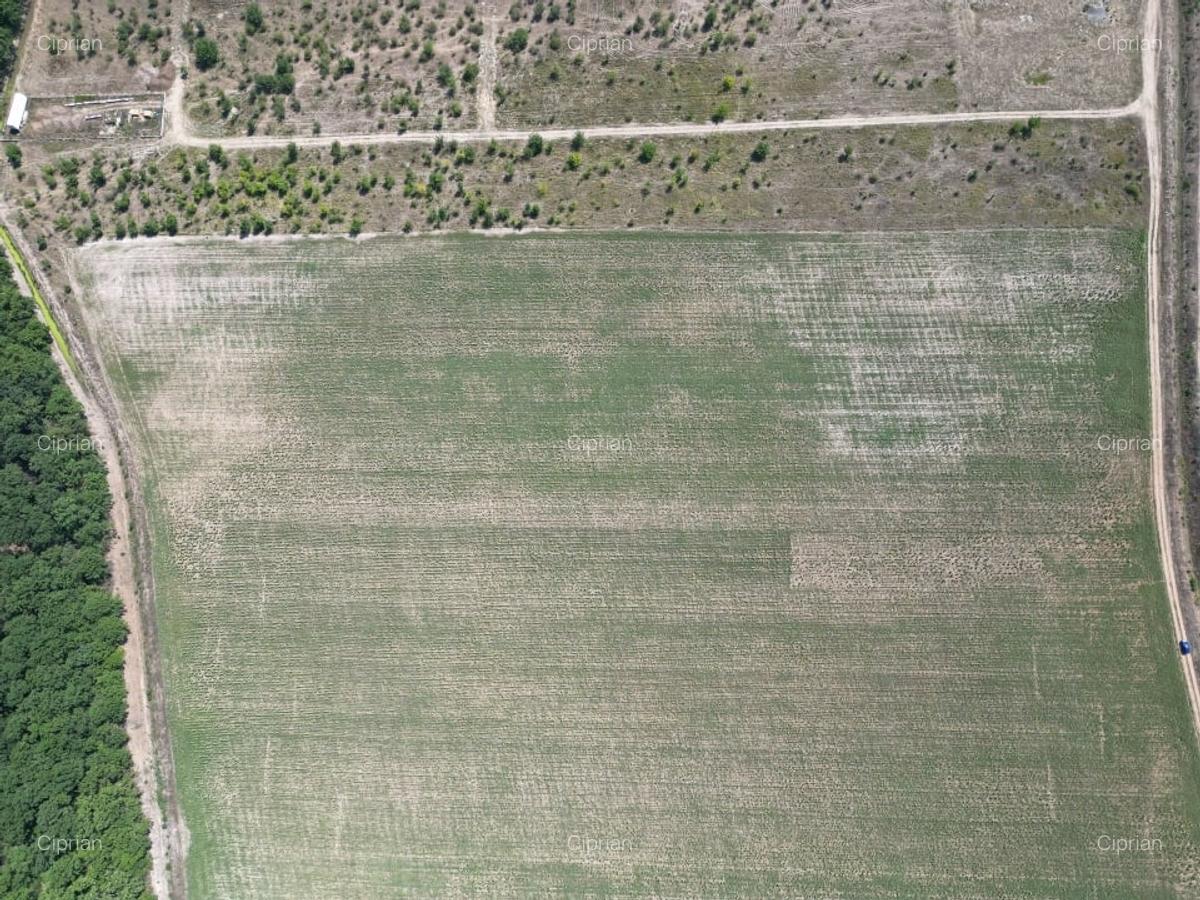 Teren intravilan langa padure Corbeanca Park - 1