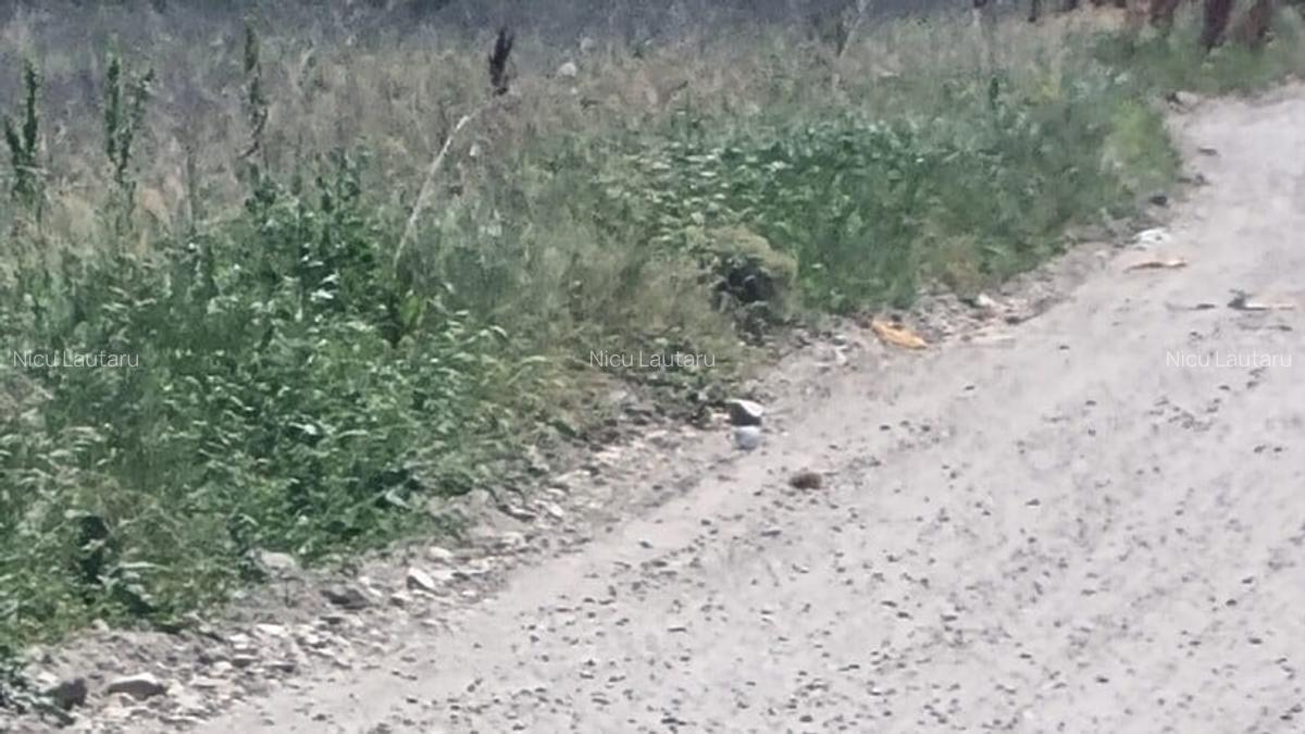 Vanzare Teren intravilan Magurele  3000mp - 9