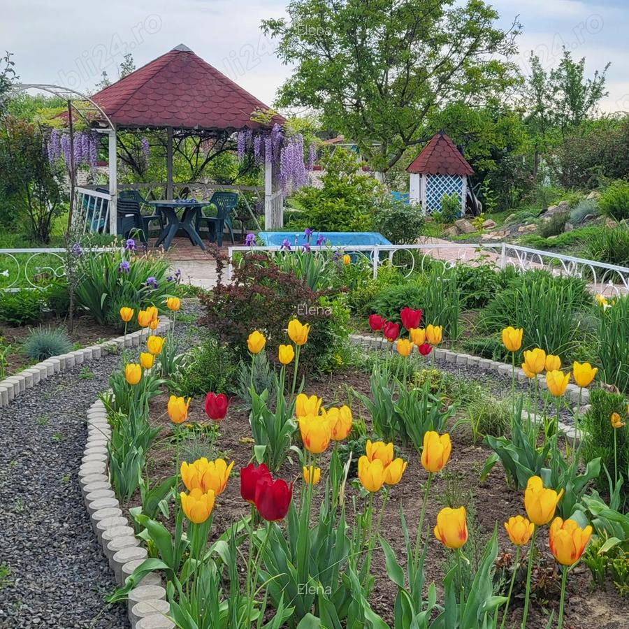 Proprietar - Casa spa?ioasa in centrul comunei Giarmata - 7