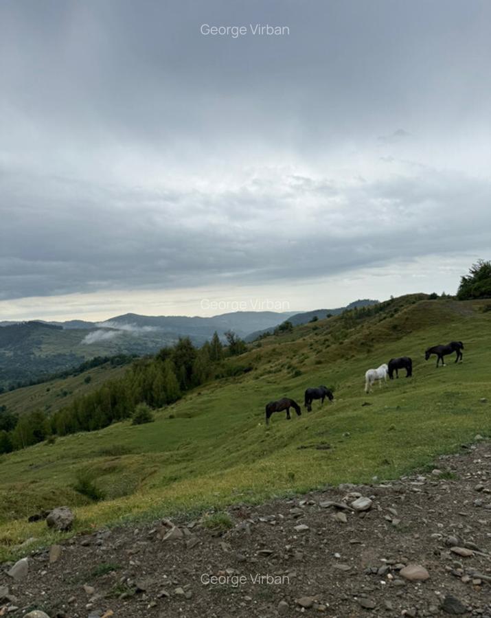 Teren intravilan 3600 m2 Drajna, Prahova - 5