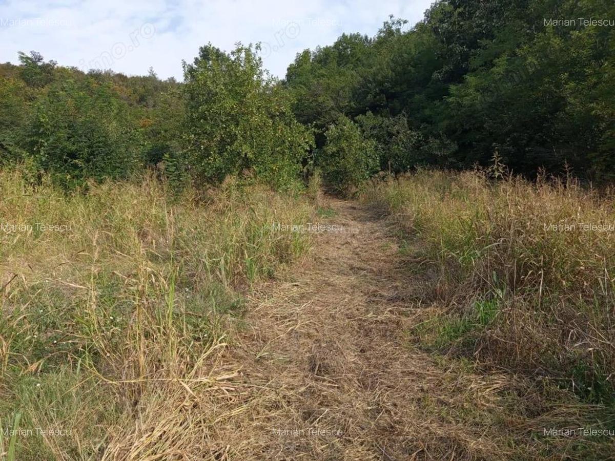 Bradisoru de Jos, Casa 14 Incaperi + Teren 1439MP - 8