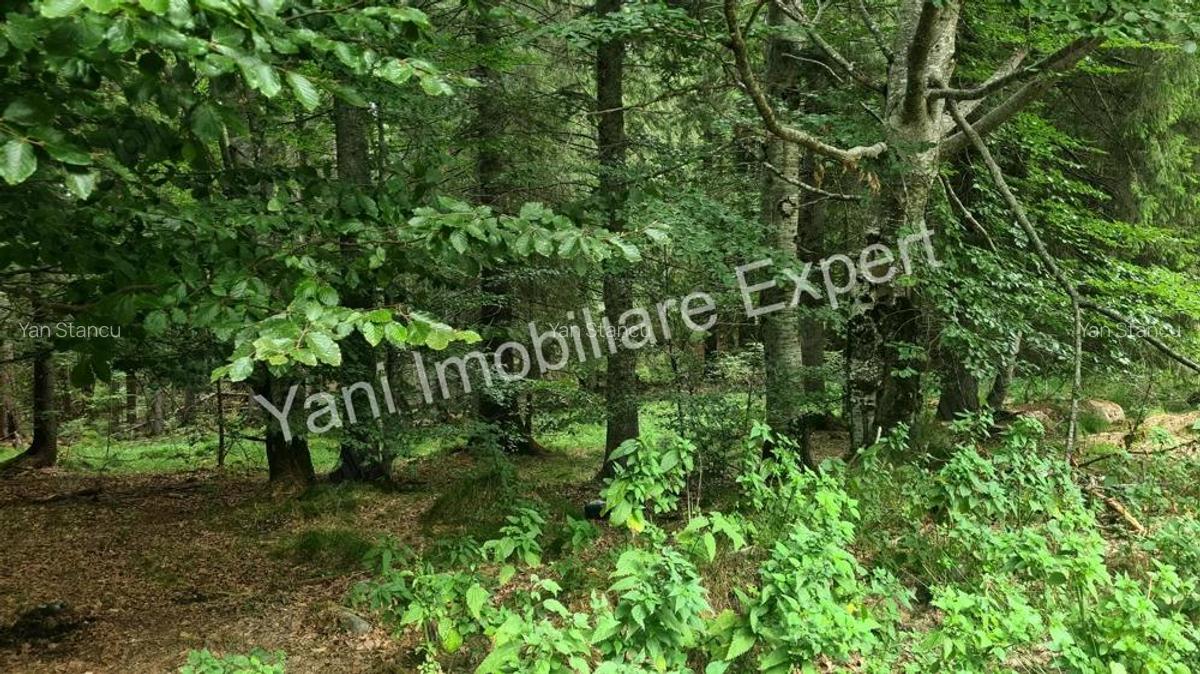 Teren de vanzare in apropiere de Transfagara?an ?i Valea Valsanului. - 19