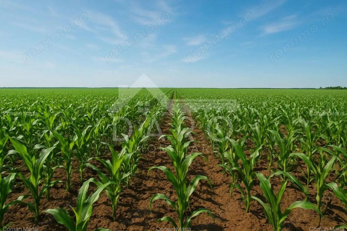 VAND TEREN ESTRAVILAN IN LOCALITATEA ZAGAR, JUDETUL MURES . - 3