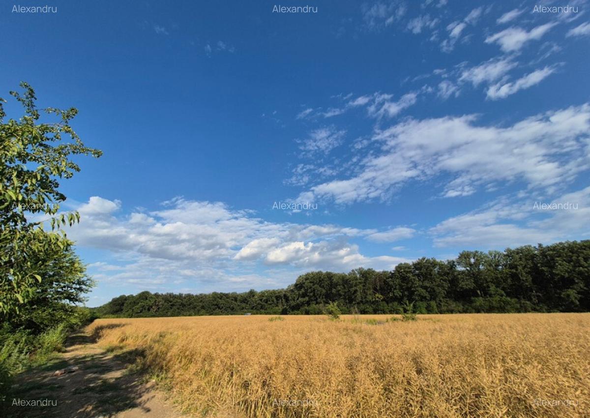 Teren ieftin la liziera padurii Balotesti, 13500 euro - 5