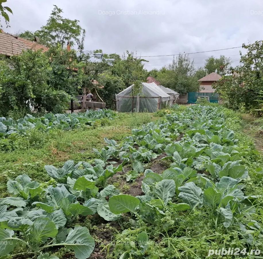 Vand Casa cu curte 851 mp 15 minute de Alexandria - 4