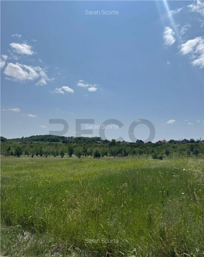 RECO teren in Paleu - 4