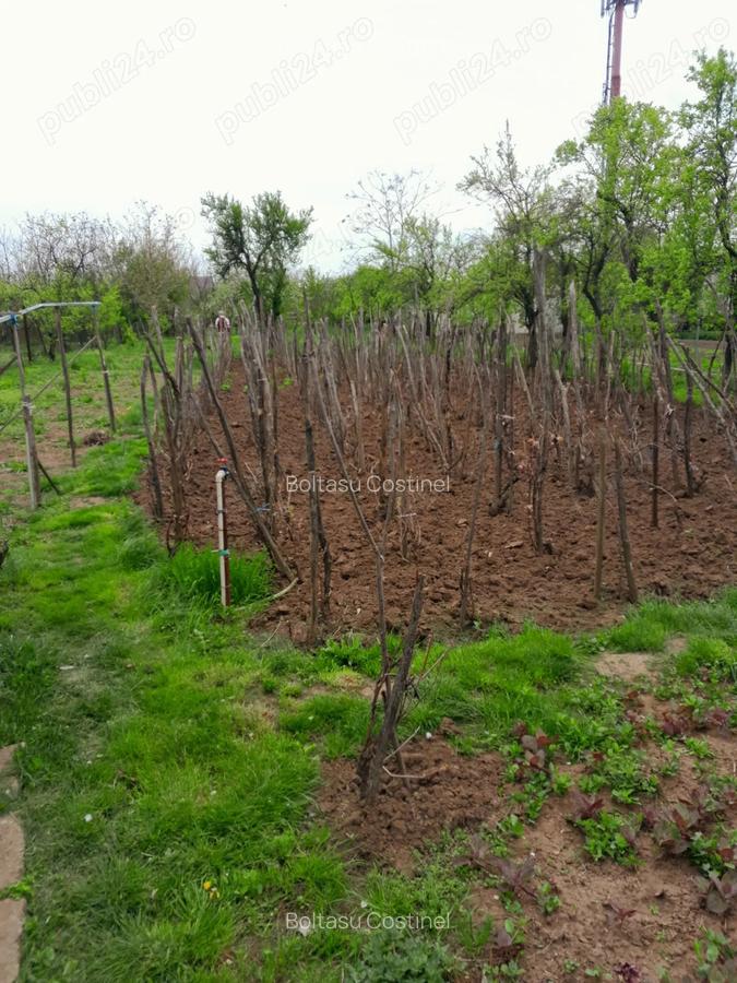 Casa vanzare Caracal 90m2 + teren 2110m2 - 8