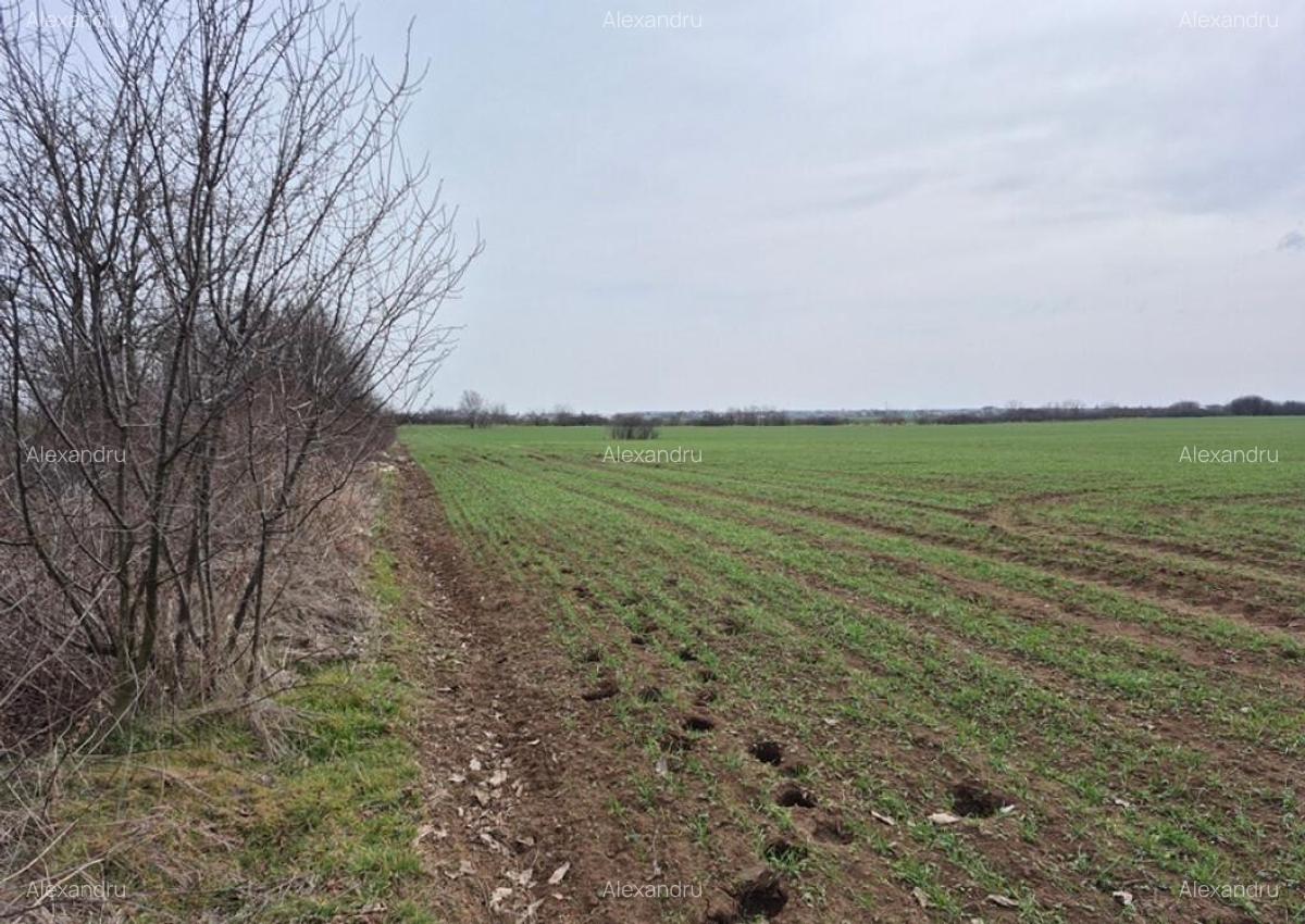 Teren intravilan ieftin Balotesti, 1100 mp, 25000 euro - 5