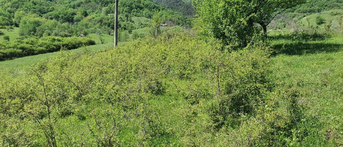 Teren 5.850mp poieni?a de vis la 2km de dunare, crusovita - 6