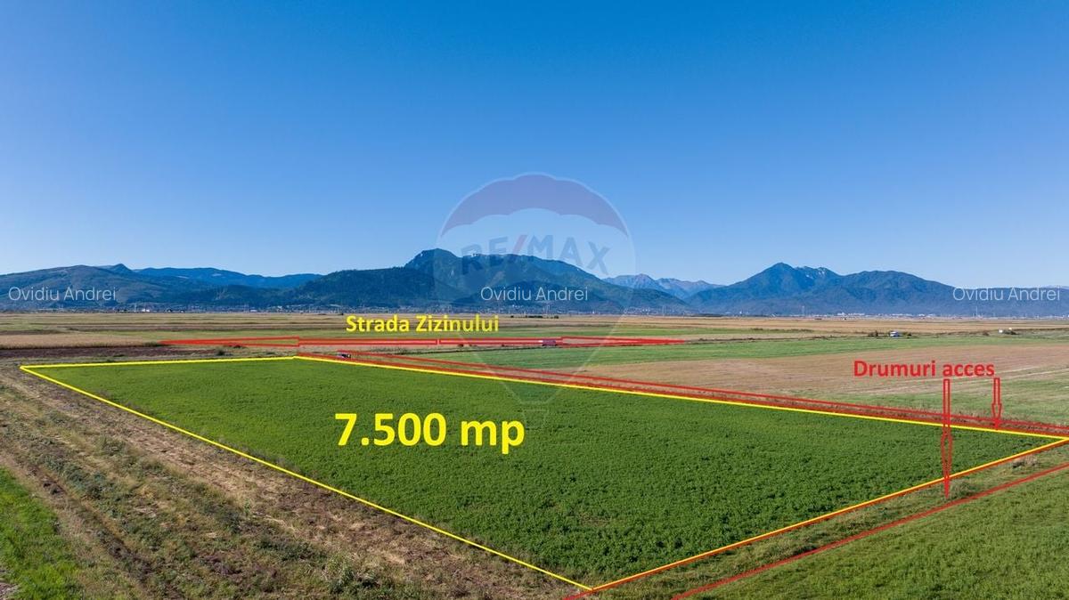 Teren 7,500mp Tarlungeni / Strada Zizinului - 5