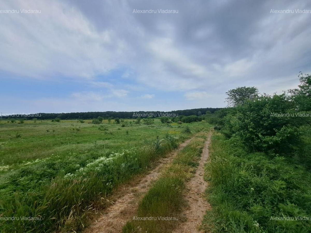 Teren intravilan 3656 mp - Padurea Andronache - 2
