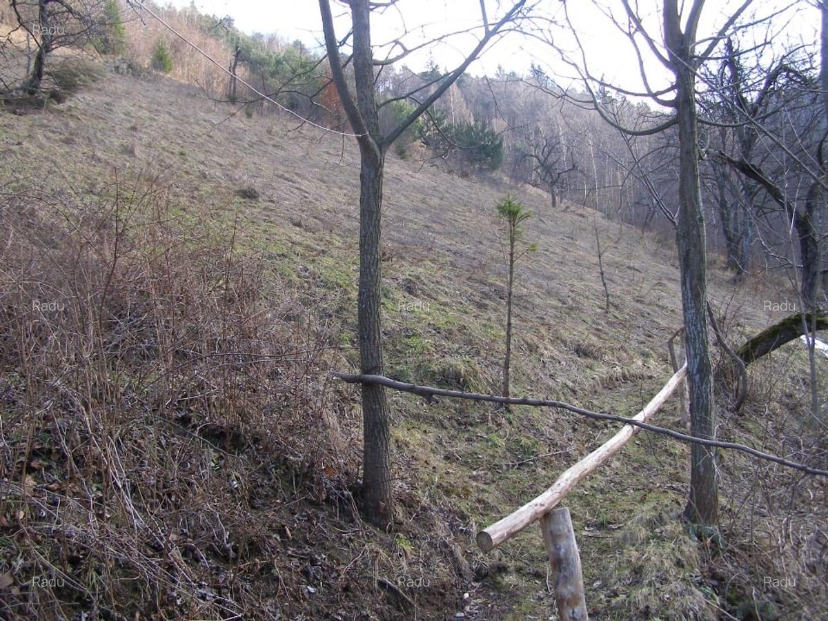 Tren intravilan si casa de lemn  in Brasov - 6