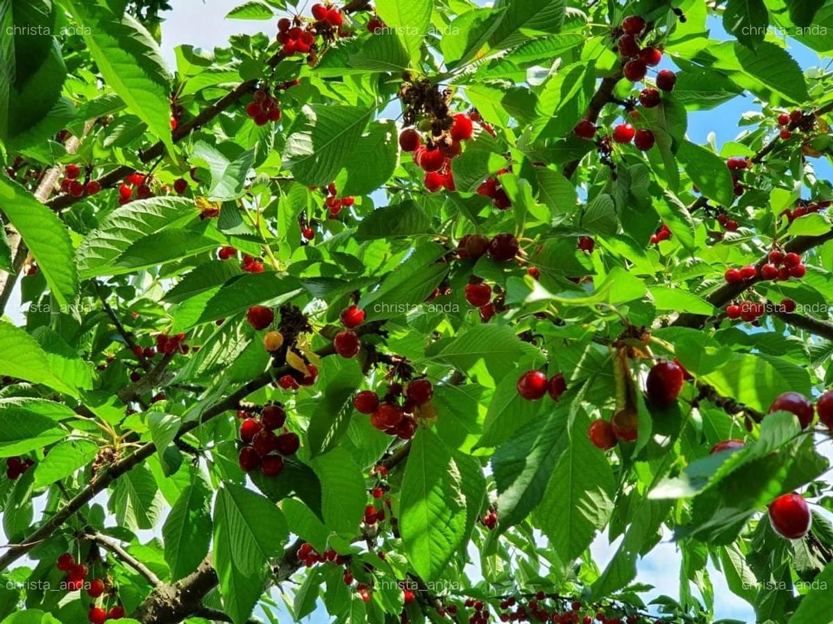 Teren Oradea 3.152 mp front 22.5 m str Fagetului - 8