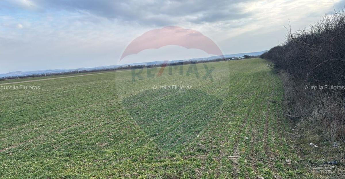 Teren intravilan de vanzare 3.675 mp Sabolciu, dire... - 7