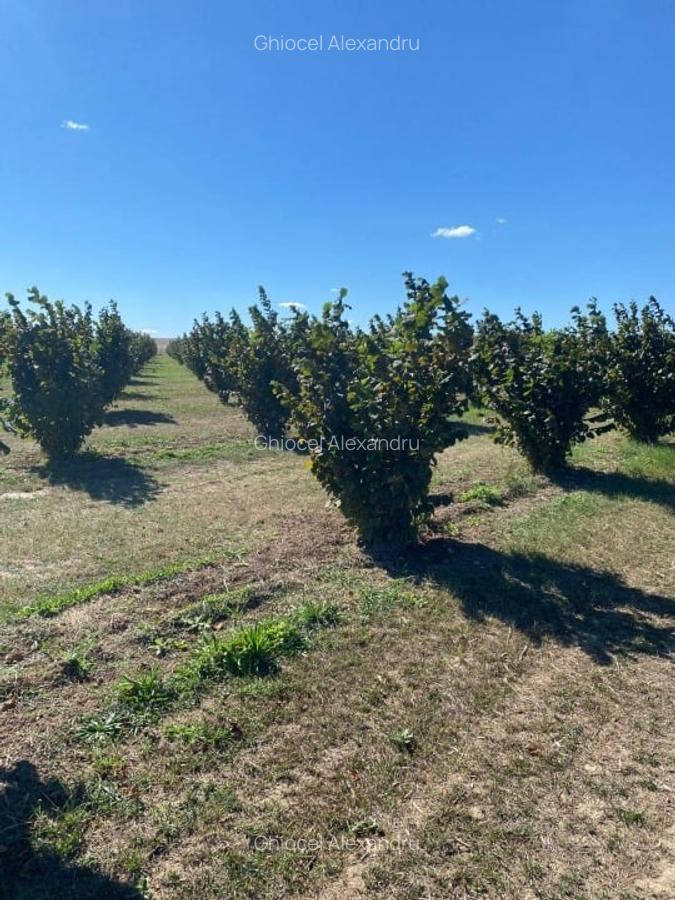 Vanzare plantatie pomicola ALUN pe rod 10,8 HA, hala productie, utilaje - 1