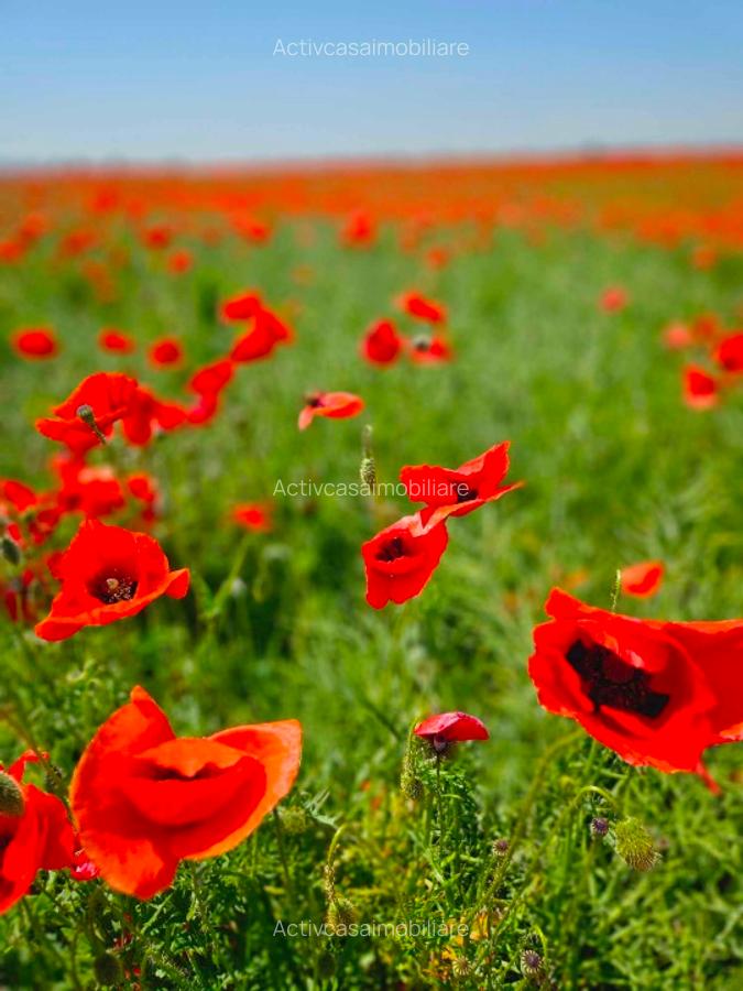 Teren intravilan Roman, 9350 mp, zona Tirului - 1 Teren intravilan Roman, 9350 mp, zona Tirului - 1