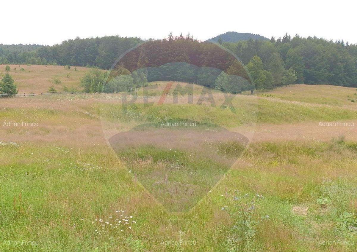 Teren 20000 mp, sat Dalghiu, com Vama Buzaului - 5 Teren 20000 mp, sat Dalghiu, com Vama Buzaului - 5