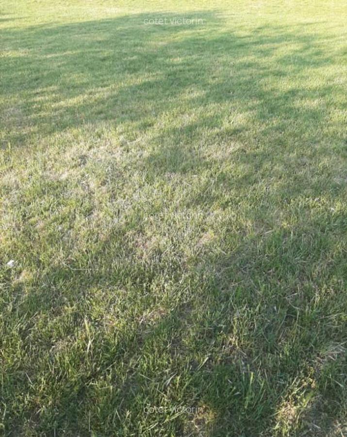 Teren agricol extravilan - 1