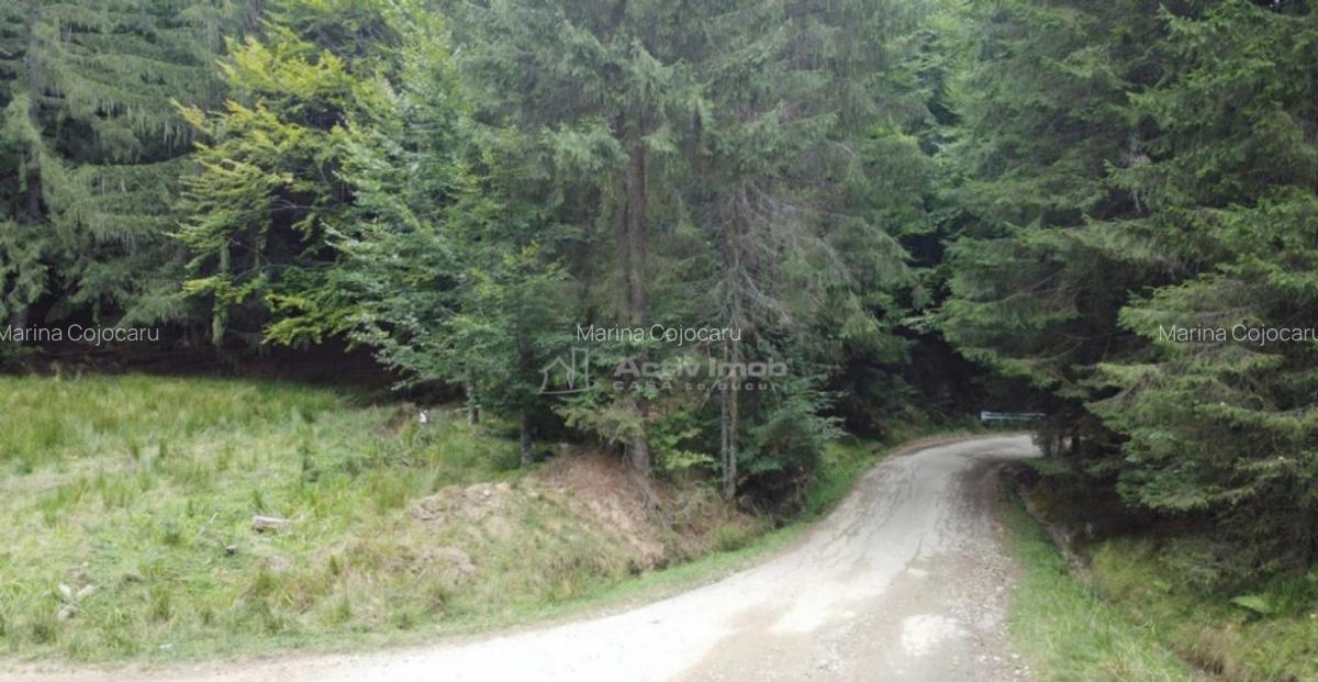 Teren 7 ha, Lac Vidraru, Podis Molivis - 10