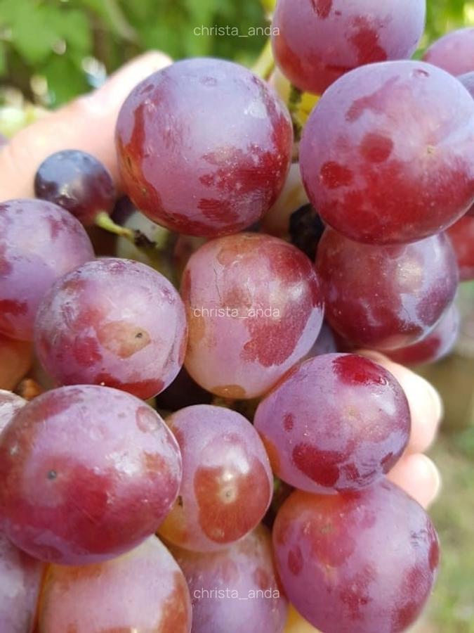 Teren Oradea 3.152 mp front 22.5 m str Fagetului - 2