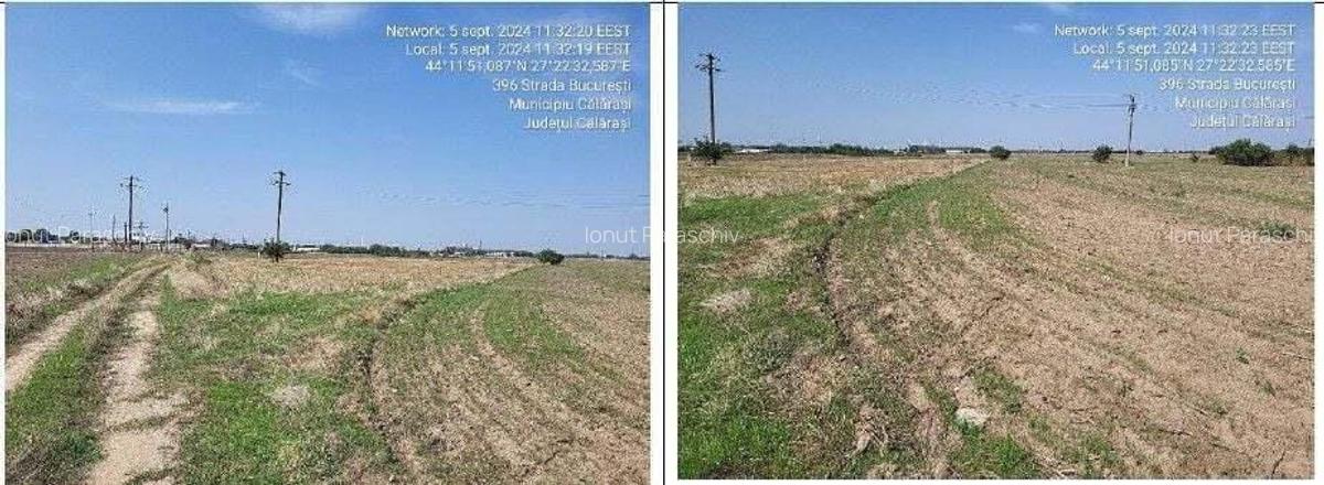 Teren Modelu, jud Calarasi, ID: 18949 - 1